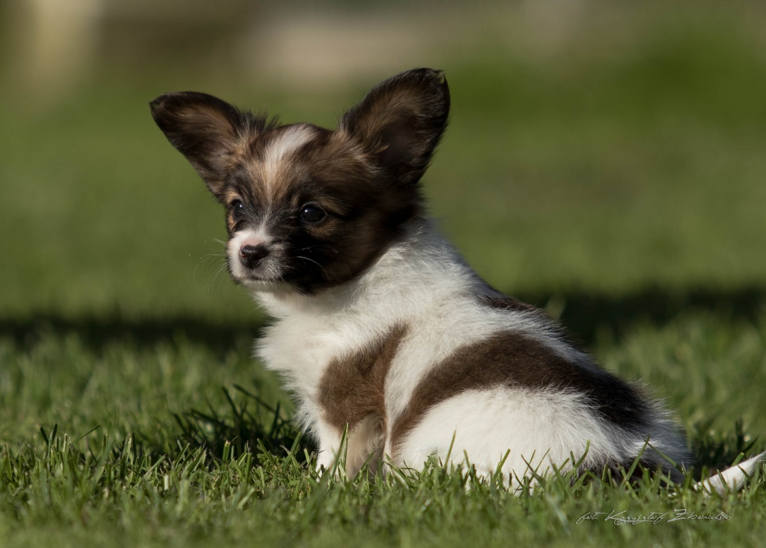 We have Papillon puppies