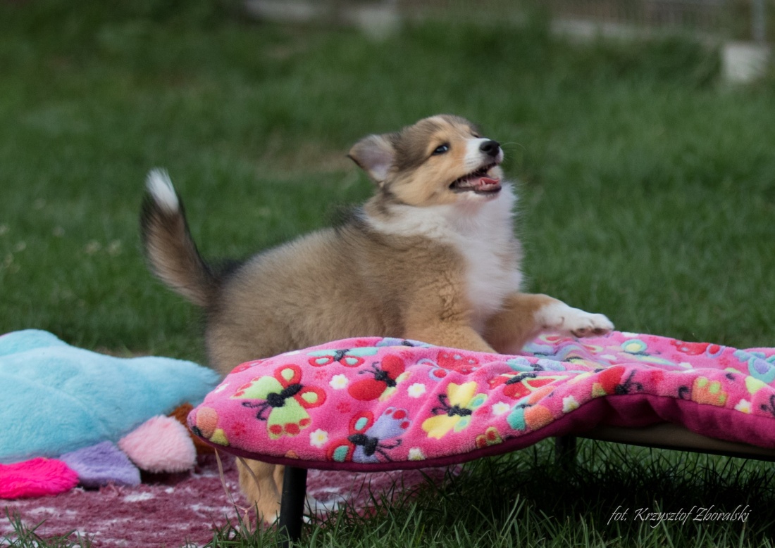 Cute Sheltie puppies await their new families...