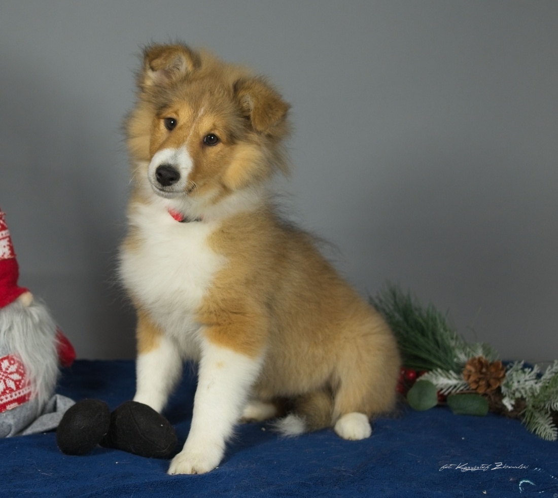 Śliczne dwie suczki szukają swoich nowych Rodzin